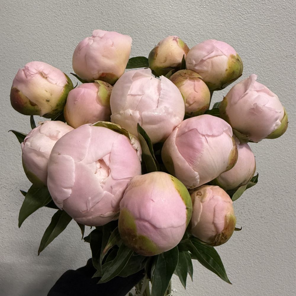 Peony Princess Bride