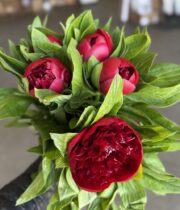 Peony, Red Charm-red