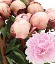 Peony, Reine Hortense-pink