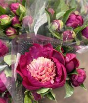 Peony, White Cap-raspberry/cream