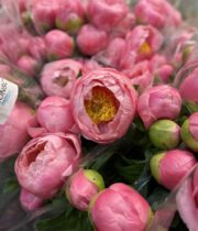 Peony, Salmon Chiffon-salmon pink