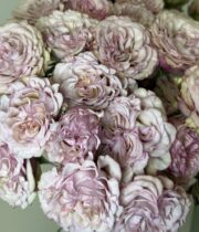 Rose Garden Spray, Baby Flow-SA