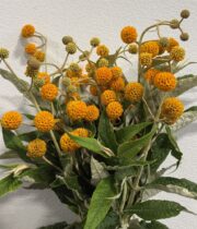 Buddleia Globosa-orange