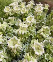 Campanula, Evergreen double-assorted colors