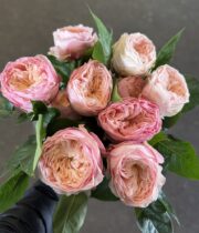 Rose, Harper-Dutch