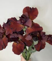 Iris, Bearded-chocolate