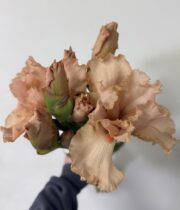 Iris, Bearded-pink