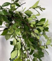 Confederate Jasmine Vine