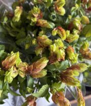Justicia Shrimp Flower