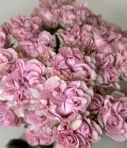 Rose Garden Spray, Lucky Flow-SA
