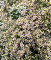 Misty Limonium-peach