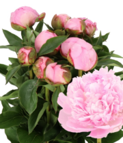 Peony, Angel Cheeks-light pink