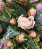 Peony, Athena-pink/yellow