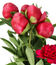 Peony, Belgravia-red