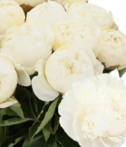 Peony, Bridal Gown-white