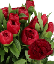 Peony, Christmas Velvet-red