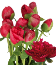 Peony, Command Performance-red