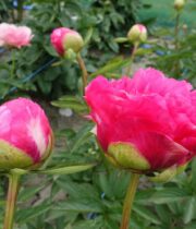Peony, Cytherea-hot pink