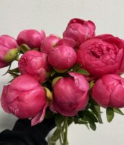 Peony, Cytherea-hot pink