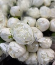 Peony, Edens Temptation-white