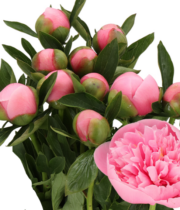 Peony, Etched Salmon-salmon