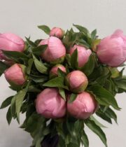 Peony, Etched Salmon-salmon