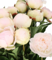 Peony, Florence Nicholls-blush