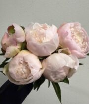 Peony, Florence Nicholls-blush