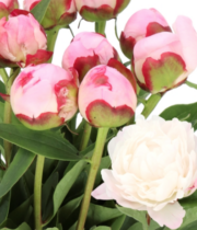 Peony, Gardenia-blush/white