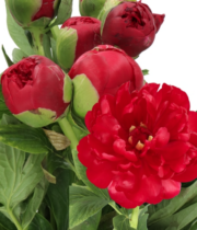 Peony, Henry Bockstoce-dark red