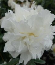 Peony, Henry Sass-white