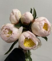 Peony, Honey Gold-cream/white