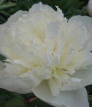 Peony, Immaculee-white