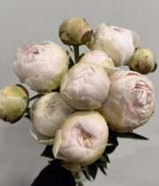Peony, Ivory Victory-white