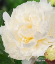 Peony, Ivory Victory-white