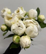 Peony, Jan V Leewen-white