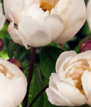 Peony, Jan V Leewen-white