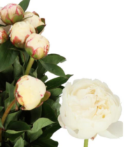 Peony, Mary E Nicholls-white