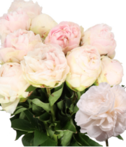 Peony, Mothers Choice-blush/white