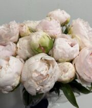 Peony, Mothers Choice-blush/white