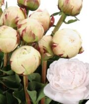Peony, Odile-blush/white