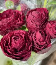 Peony, Old Faithful-red