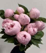 Peony, Pink Vanguard-blush