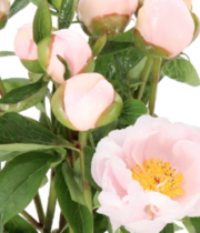 Peony, Pink Vanguard-blush