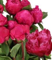 Peony, Red Sarah Bernhardt-red