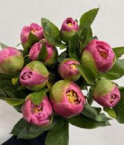 Peony, Sorbonne-pink/fuchsia