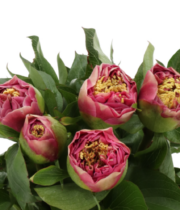 Peony, Sorbonne-pink/fuchsia