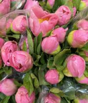 Peony, Sugar N Spice-pink