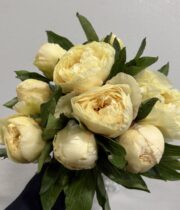 Peony, Sunny Girl-light yellow