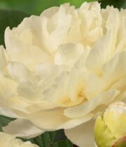 Peony, Sunny Girl-light yellow